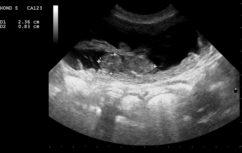 Dierenkliniek Tiel-Drumpt: Drachtbegeleiding, pup in de buik met de echo