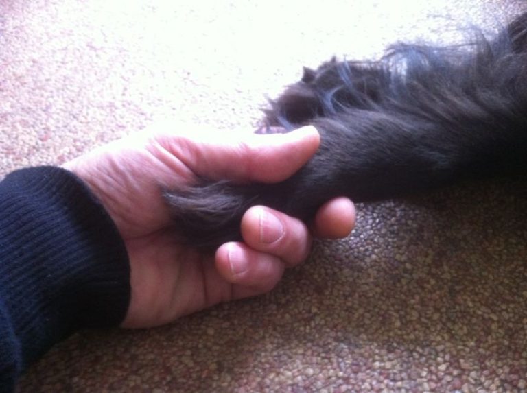 afbeelding Euthanasie, wat moet ik me daarbij voorstellen?