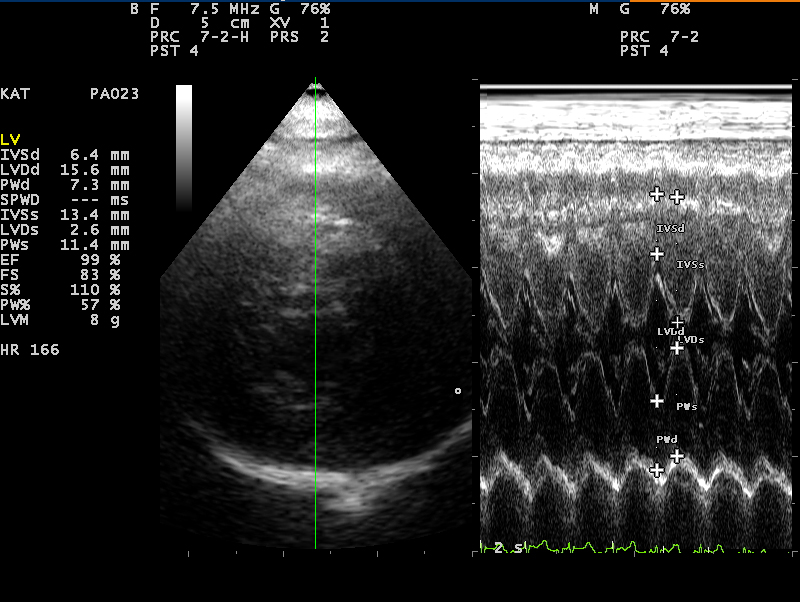 Dierenkliniek Tiel-Drumpt: Verhoogde bloeddruk bij de kat; HCM, echo van het hart