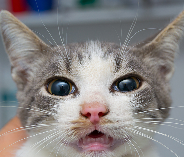 afbeelding Verhoogde bloeddruk