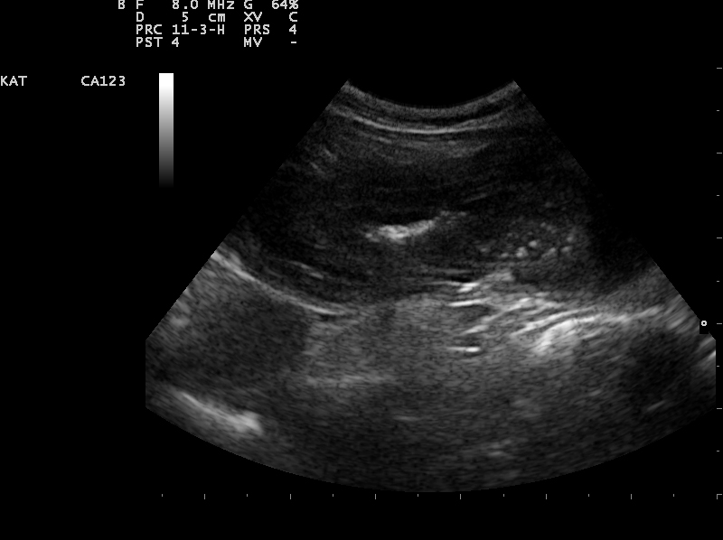 Dierenkliniek Tiel-Drumpt: Een darminvaginatie bij de kat