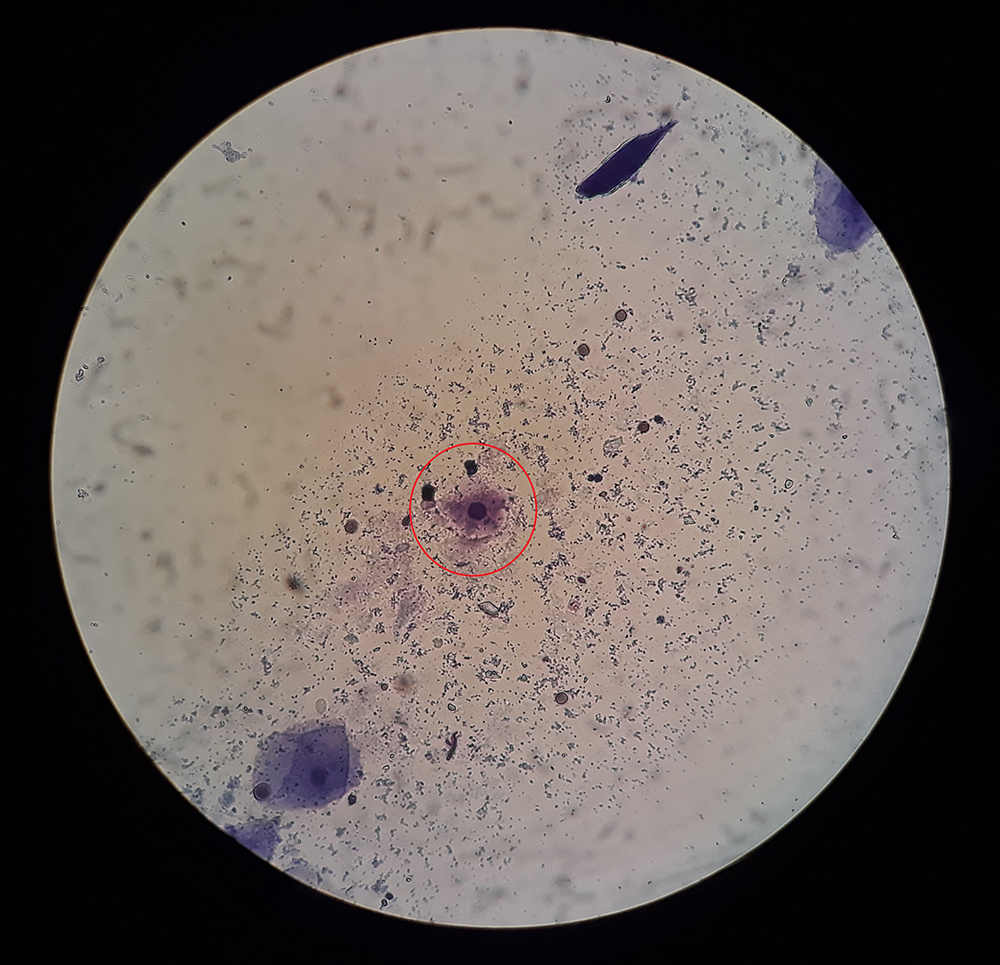 Dierenkliniek Tiel-Drumpt: Fertiliteitsbegeleiding; een parabasale cel