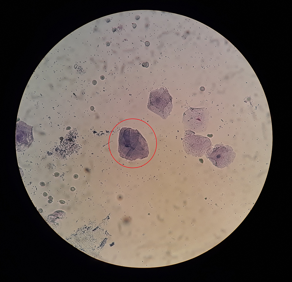 Dierenkliniek Tiel-Drumpt: Fertiliteitsbegeleiding; een superficiële cel