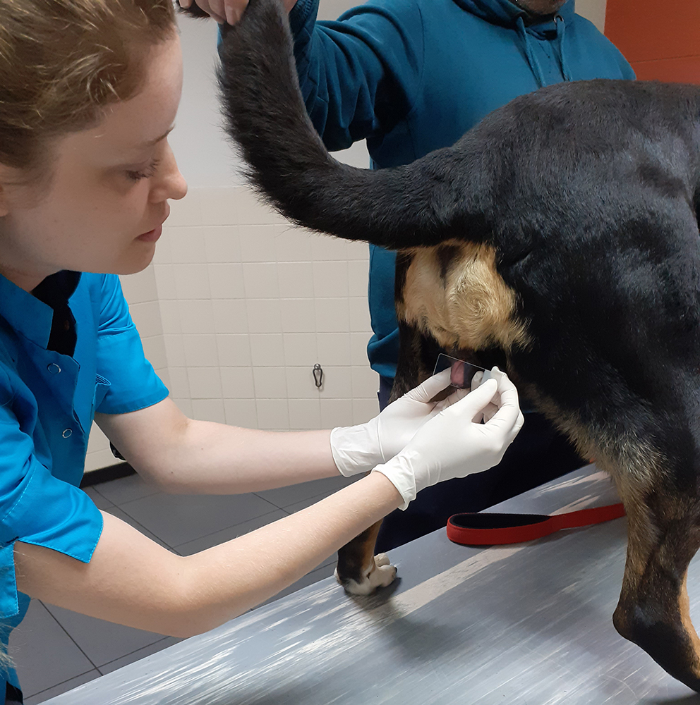 Dierenkliniek Tiel-Drumpt: Fertiliteitsbegeleiding; het afnemen van vaginale cytologie