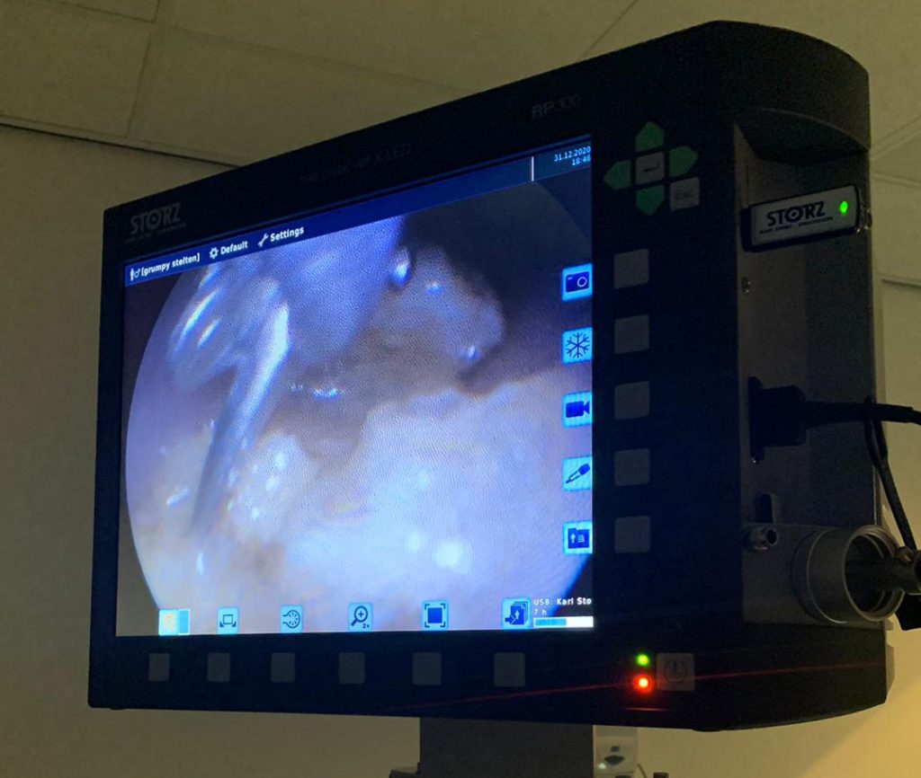 Dierenkliniek Tiel-Drumpt: Grumpy had wat in de slokdarm klemzitten: afknabbelen