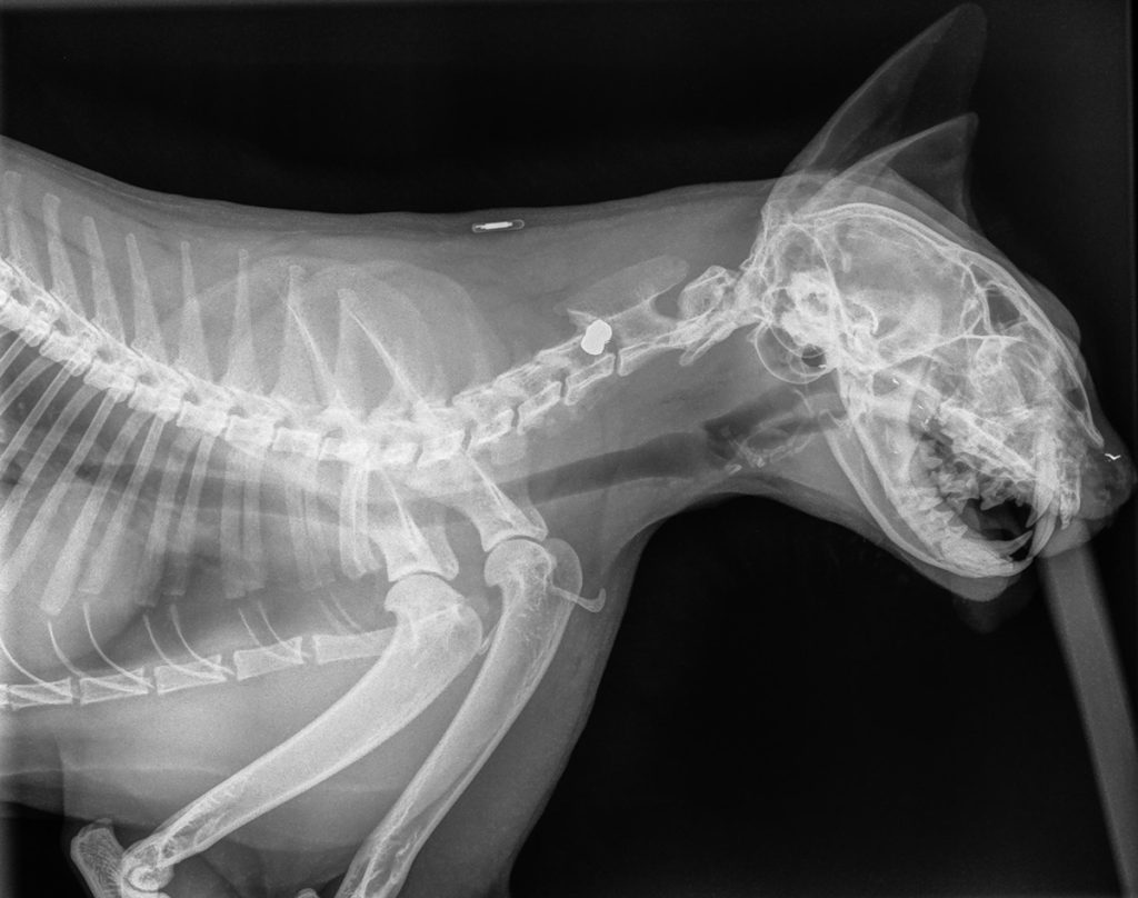 Dierenkliniek Tiel-Drumpt:Wond in de bek blijkt een schotwond: kogel in nek