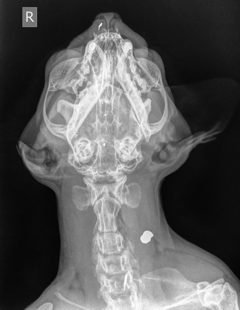 Dierenkliniek Tiel-Drumpt:Wond in de bek blijkt een schotwond: röntgenfoto van bukskogel