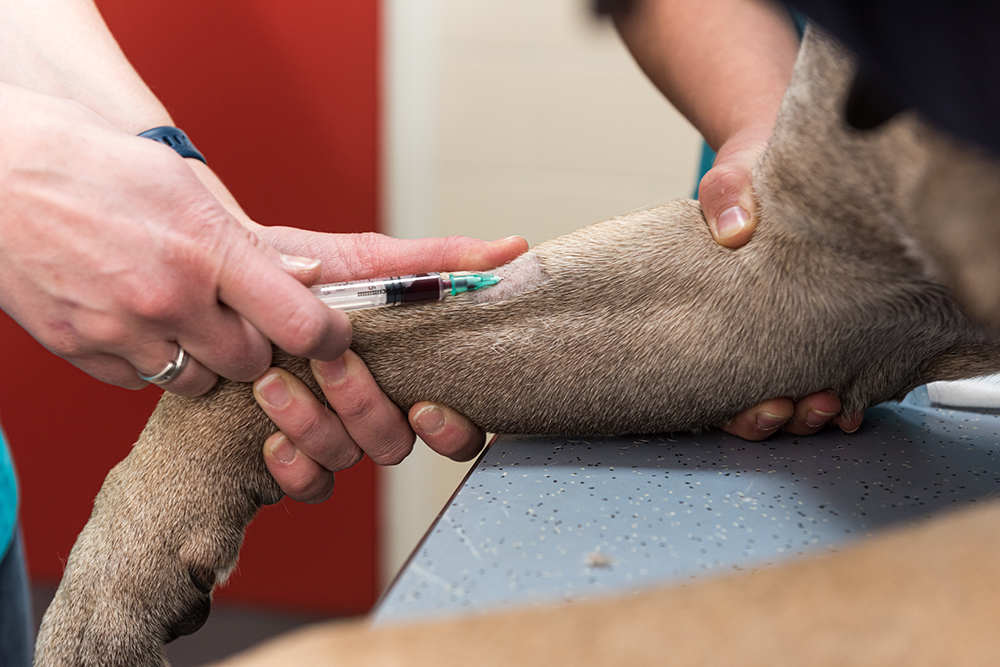 afbeelding Bloedonderzoek