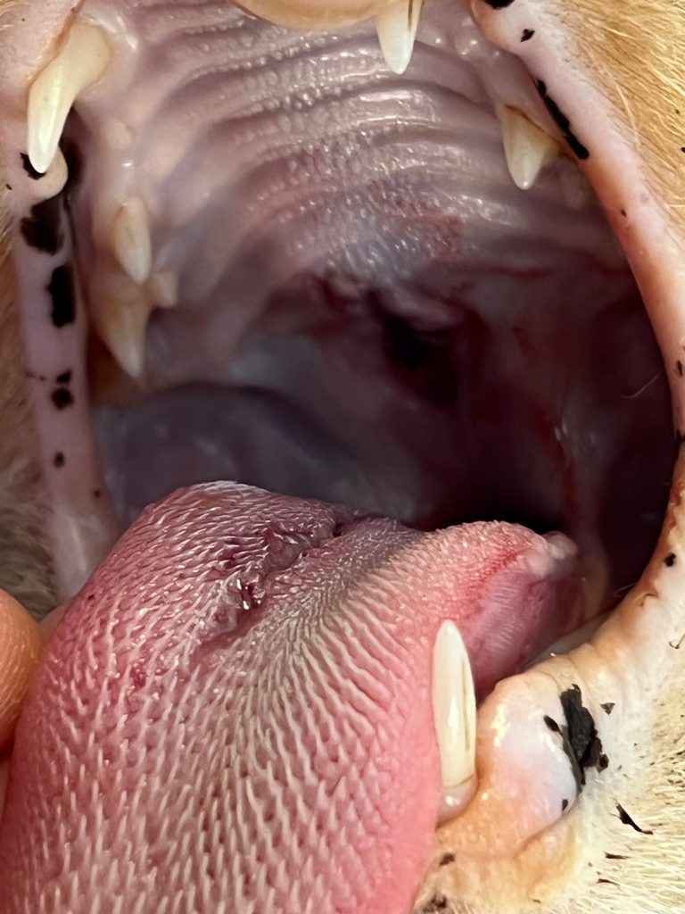 Dierenkliniek Tiel-Drumpt:Wond in de bek blijkt een schotwond: wond in tong en gehemelte