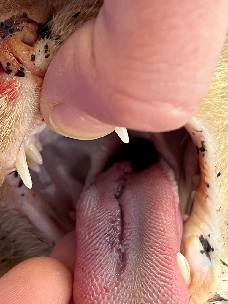 Dierenkliniek Tiel-Drumpt:Wond in de bek blijkt een schotwond: wond in tong