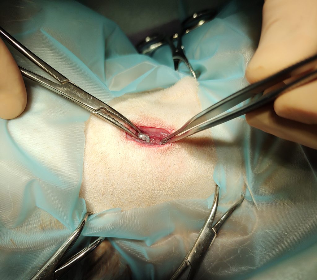 Dierenkliniek Tiel-Drumpt:Wond in de bek blijkt een schotwond: kogel uit de nek halen.