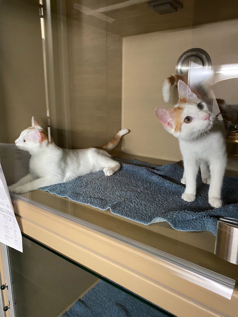 Dierenkliniek Tiel-Drumpt: Lekker nieuwsgierig