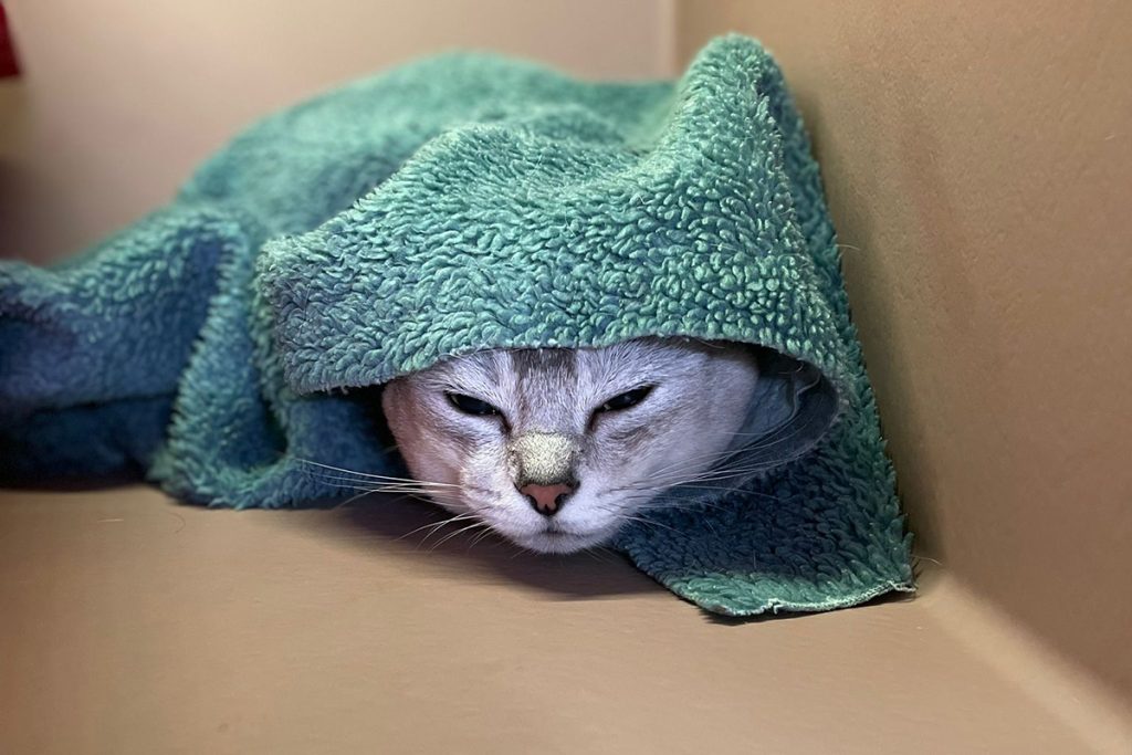 Dierenkliniek Tiel-Drumpt: 7 maanden in de verbouwing: oplossingen en vertraging: Waar een dekentje al niet goed voor is.