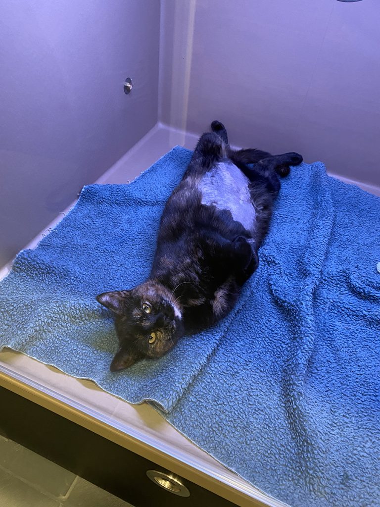 Dierenkliniek Tiel-Drumpt: 7 maanden in de verbouwing: oplossingen en vertraging: Na het onderzoek nog steeds ontspannen.