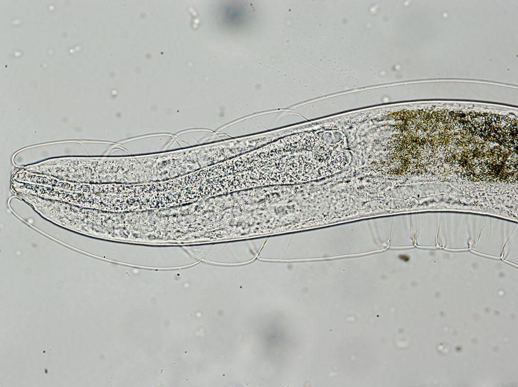 Dierenkliniek Tiel-Drumpt: Ontlastingsonderzoek; Kattenlongworm