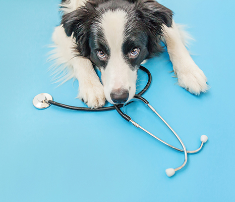 afbeelding Maagdraaiing