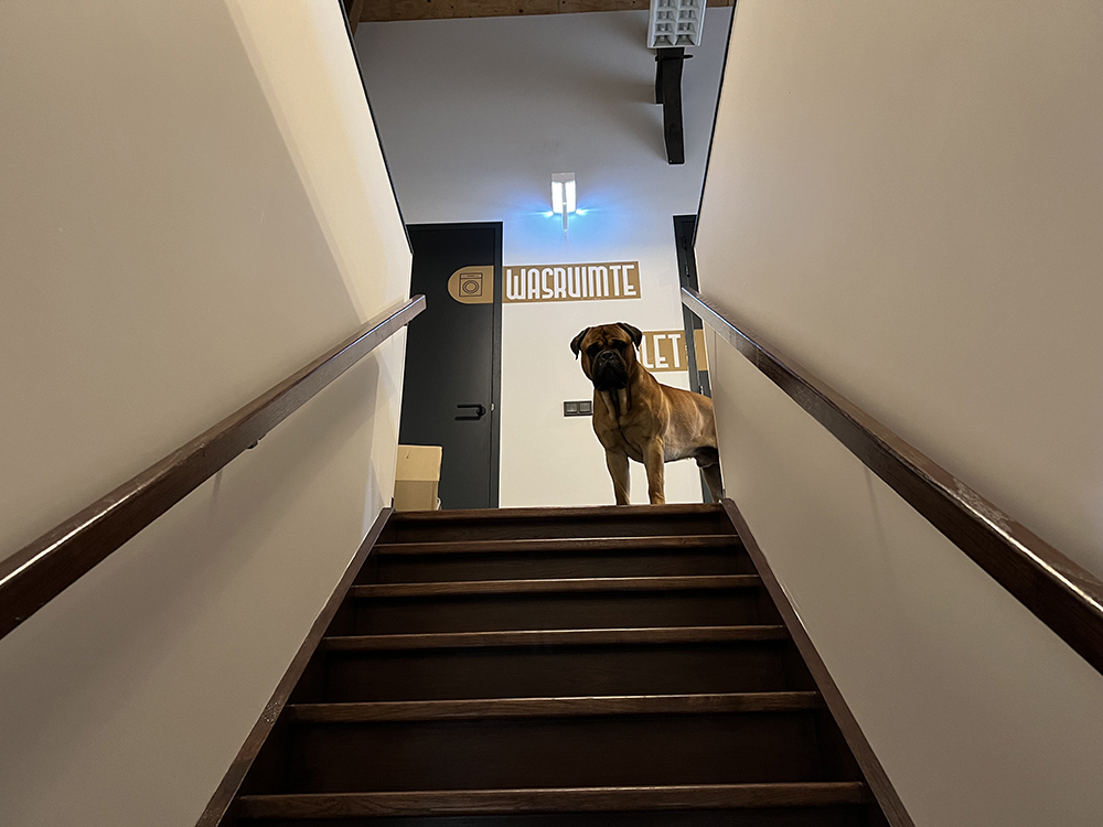 Dierenkliniek Tiel-Drumpt: Laatste blog in de doorlopende serie van de verbouwing van de praktijk: De bewaking is present