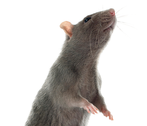 afbeelding Tumoren bij de rat