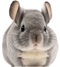 lees meer over de Chinchilla
