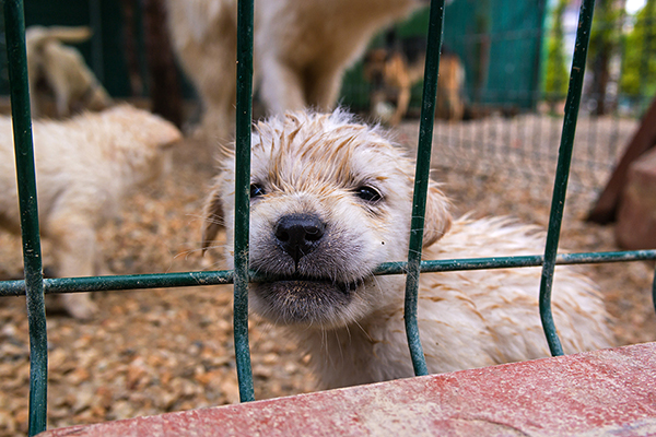 afbeelding Een nieuw Identificatie & Registratie-systeem voor pups.