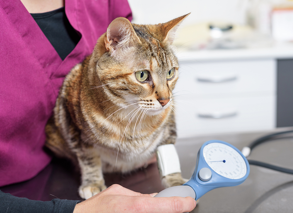 afbeelding Bloeddrukmeting bij kat en hond