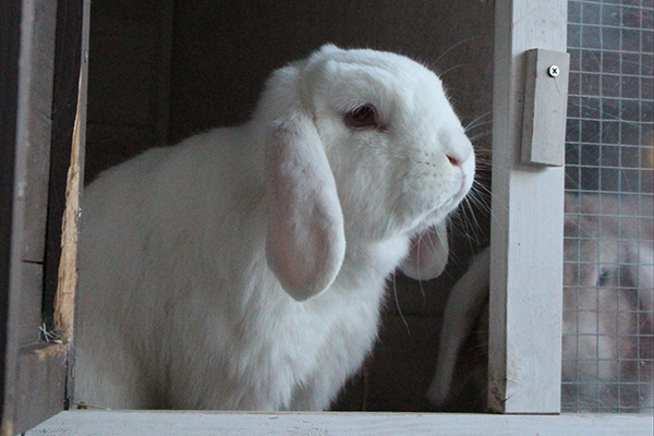 afbeelding Het koppelen van konijnen: het hoe en waarom!