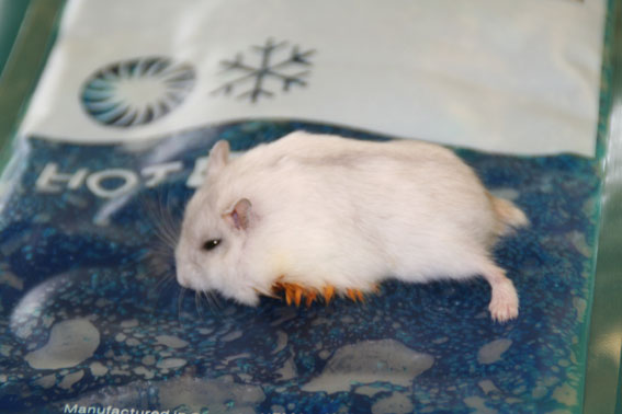 afbeelding Een pootamputatie bij een dwerghamster genaamd Bijou