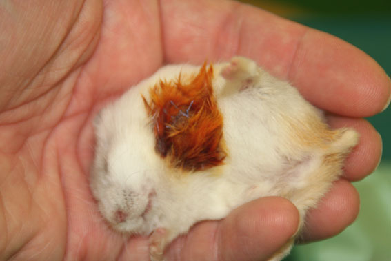 Dierenkliniek Tiel-Drumpt: pootamputatie dwerghamster: in de hand liggend