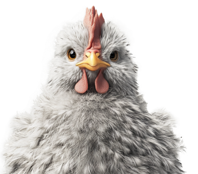 lees meer over de Hobby kip