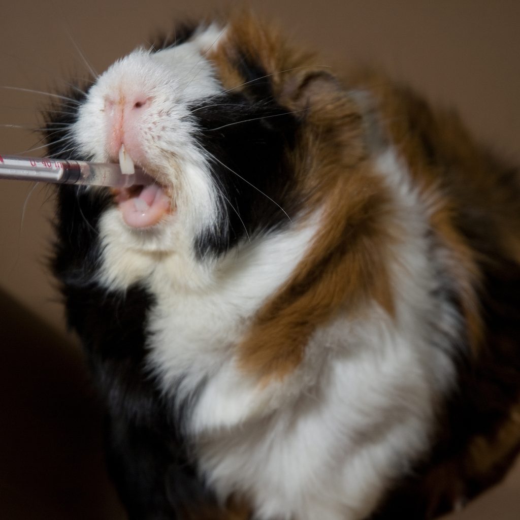 afbeelding Parasitaire huidinfecties