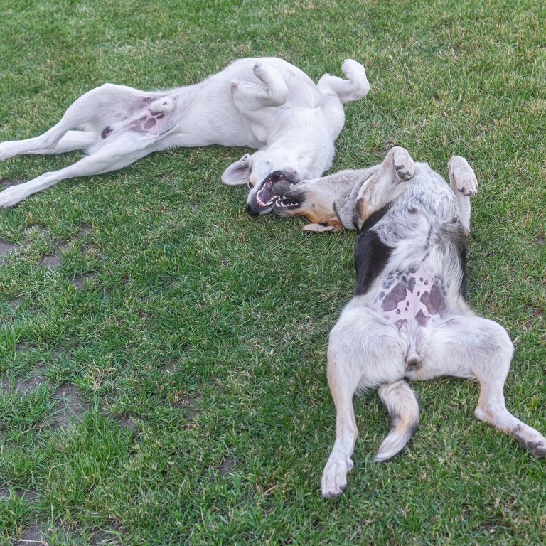 afbeelding Chemische castratie van de reu