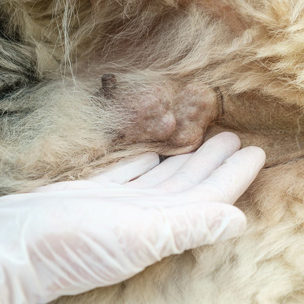afbeelding Kanker bij hond en kat