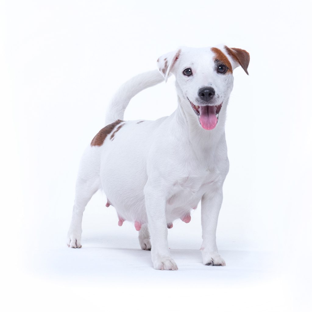 afbeelding Sterilisatie van de teef