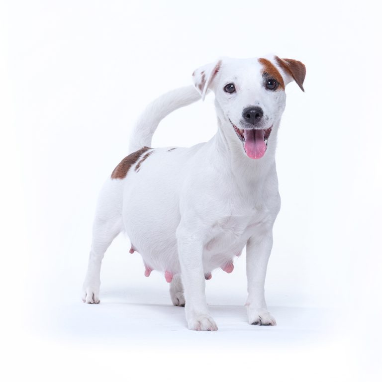 afbeelding Sterilisatie van de teef