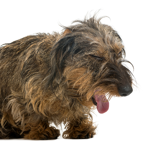 afbeelding Besmettelijke hondenhoest of Kennelhoest