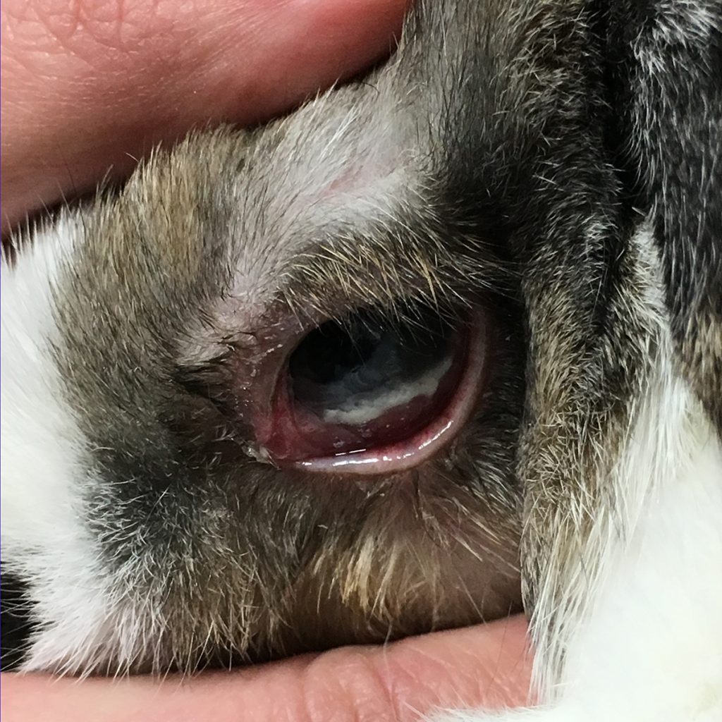 afbeelding Vieze ogen