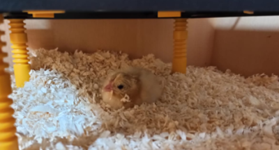 afbeelding Kuikentjes op de Prins Mauritsschool in Tiel