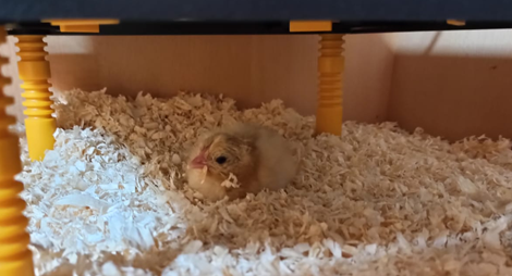 Dierenkliniek Tiel-Drumpt: Kuikentjes: Kuikentje piep