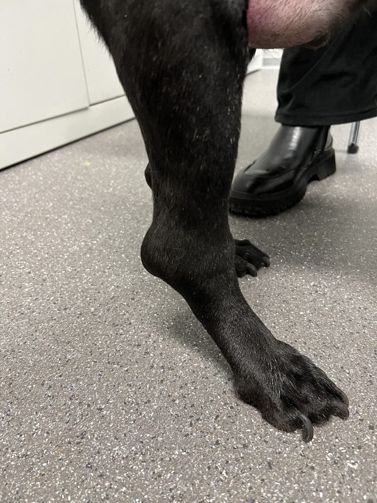 Dierenkliniek Tiel-Drumpt: Behandeling van een mastocytoom bij de hond met Stelfonta