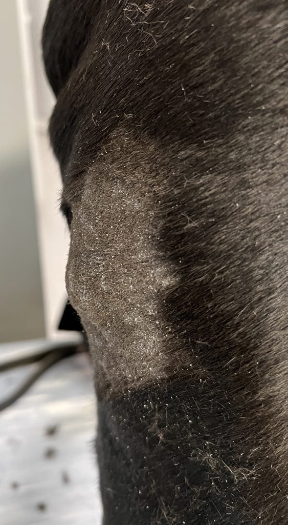 Dierenkliniek Tiel-Drumpt: Behandeling van een mastocytoom bij de hond met Stelfonta