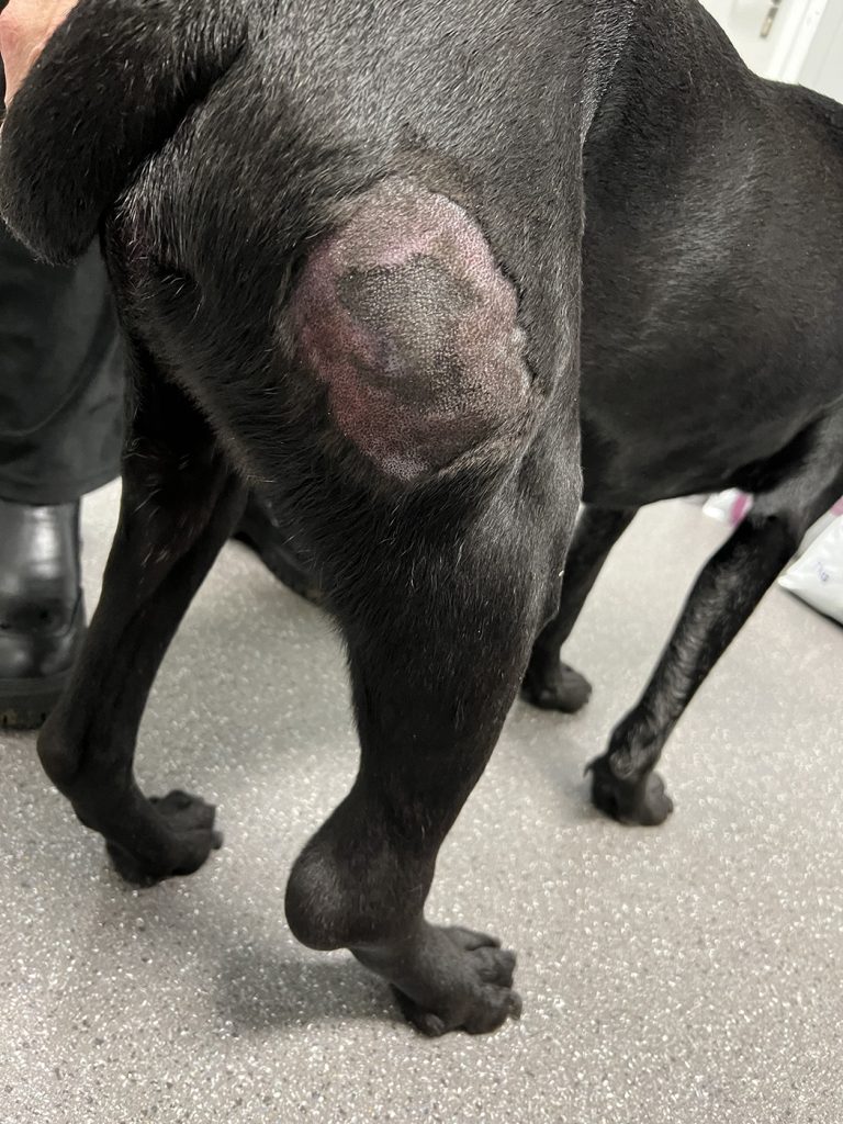 Dierenkliniek Tiel-Drumpt: Behandeling van een mastocytoom bij de hond met Stelfonta