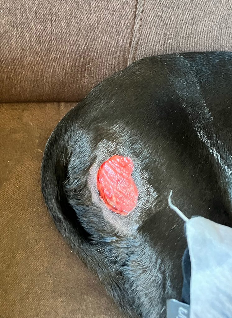 Dierenkliniek Tiel-Drumpt: Behandeling van een mastocytoom bij de hond met Stelfonta