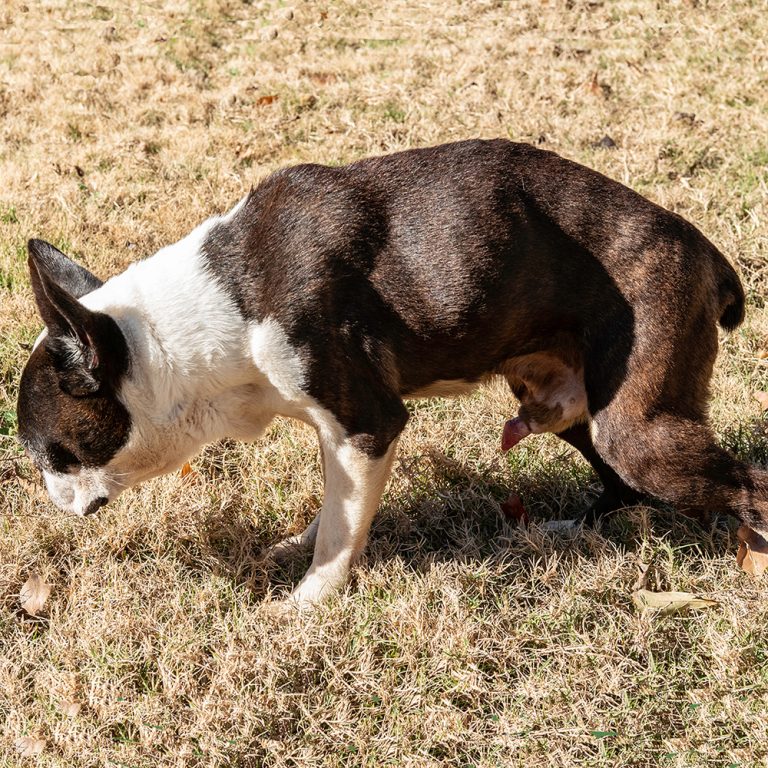 afbeelding Wat is voorhuidontsteking bij de reu?