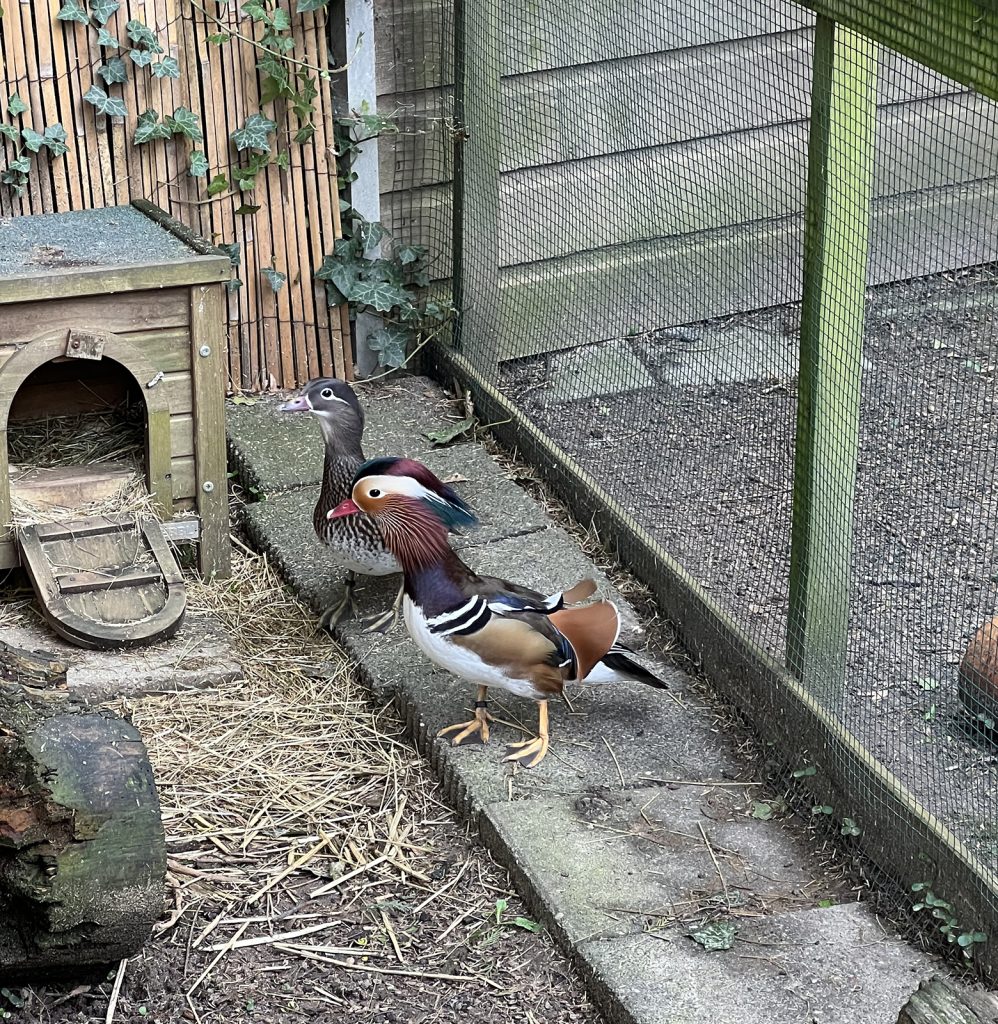 Dierenkliniek Tiel-Drumpt: Sanne paraveterinair: haar eendjes