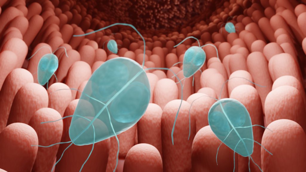 Dierenkliniek Tiel-Drumpt: Giardia in darmen van de mens