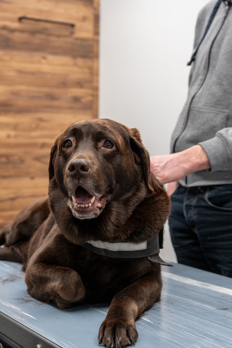 afbeelding Dierenarts Passewaaij