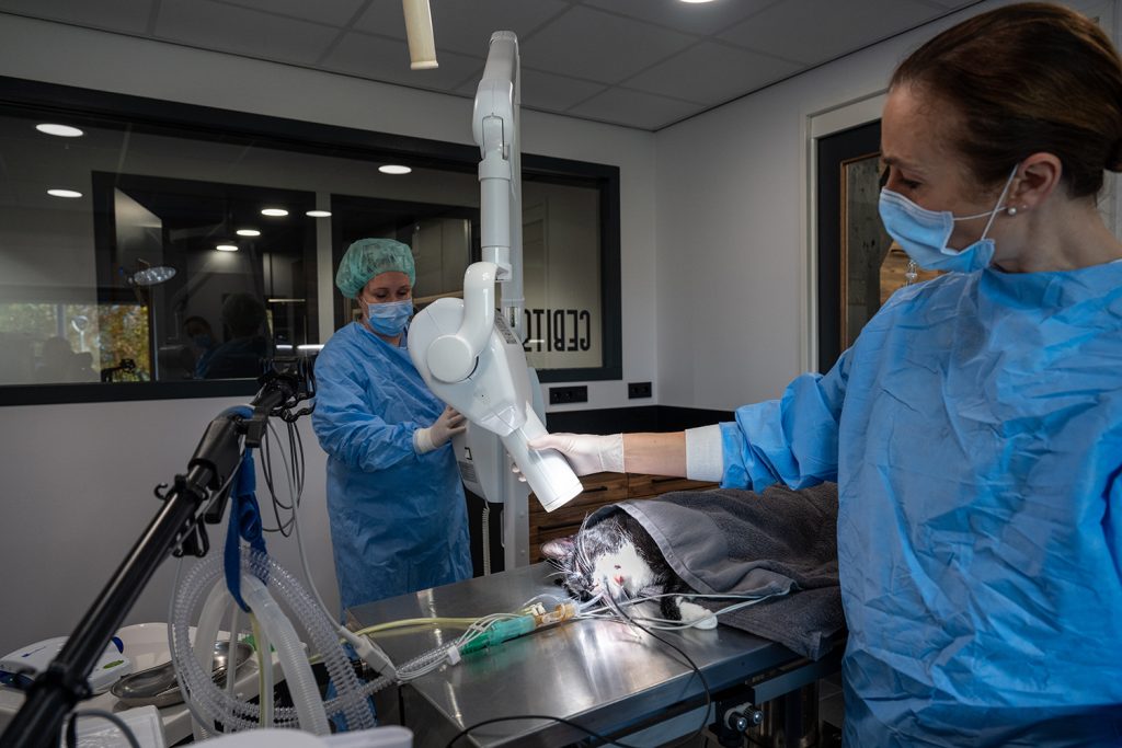 afbeelding Gebitsbehandeling