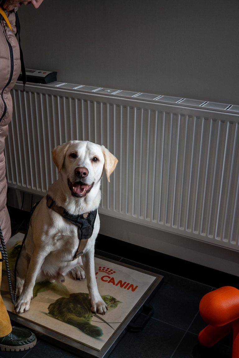 afbeelding Dierenarts voor Asch