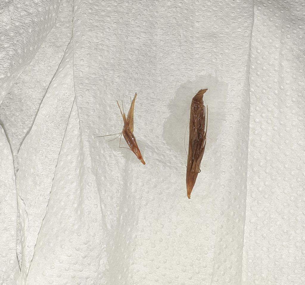 Dierenkliniek Tiel-Drumpt: Vaginoscopie bij een teef, de grasaren verwijderd.