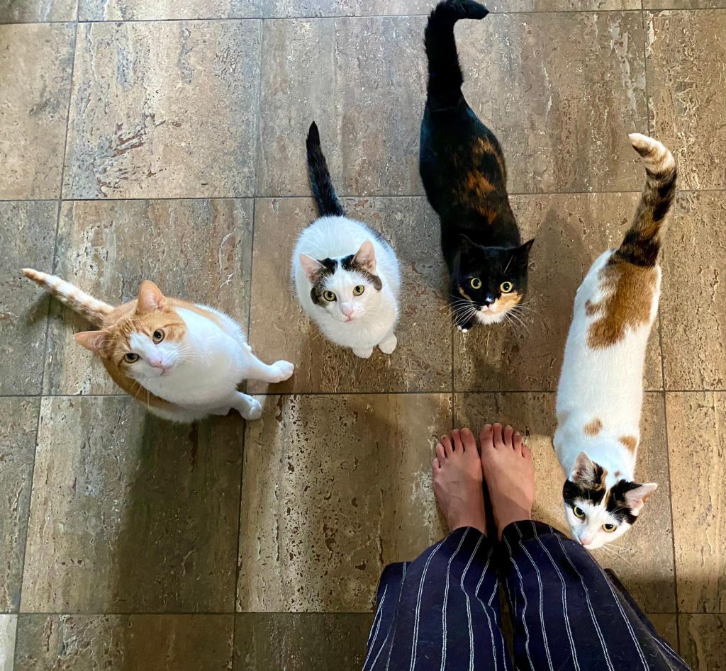 Dierenkliniek Tiel-Drumpt: we hebben een ruim assortiment aan voer.